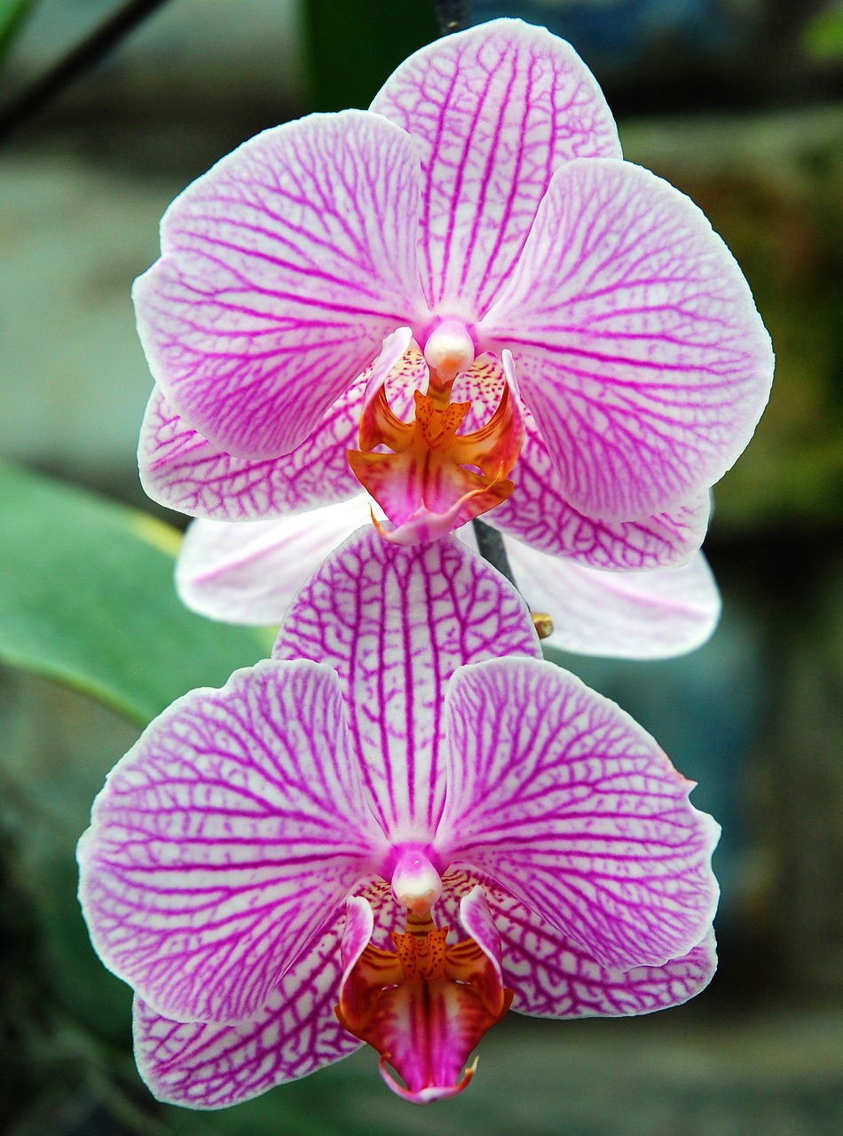 orchid flower blossom free photo