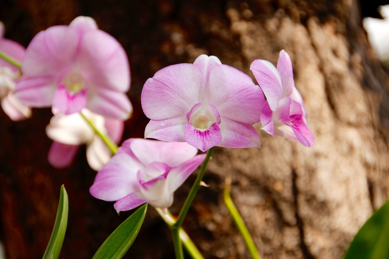 orchid flower wild free photo