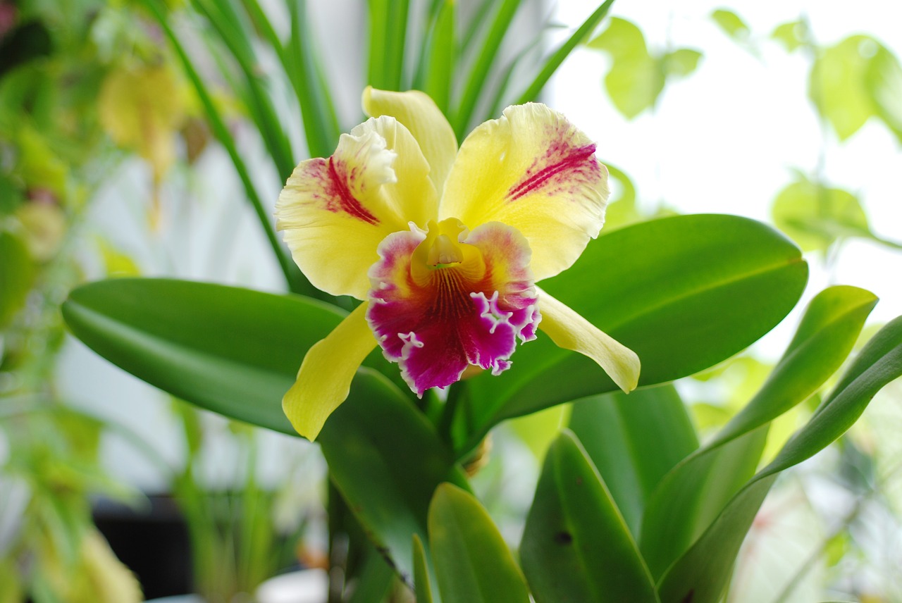 orchid plant flower free photo