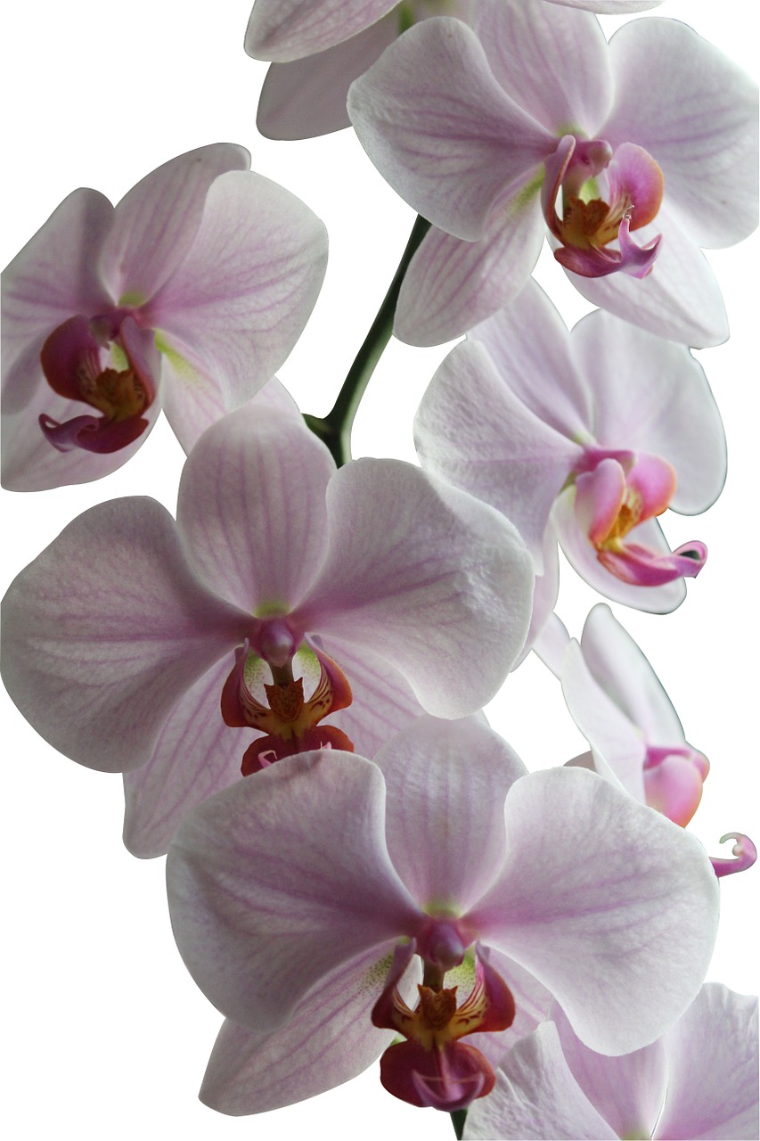 orchid flowers flower free photo