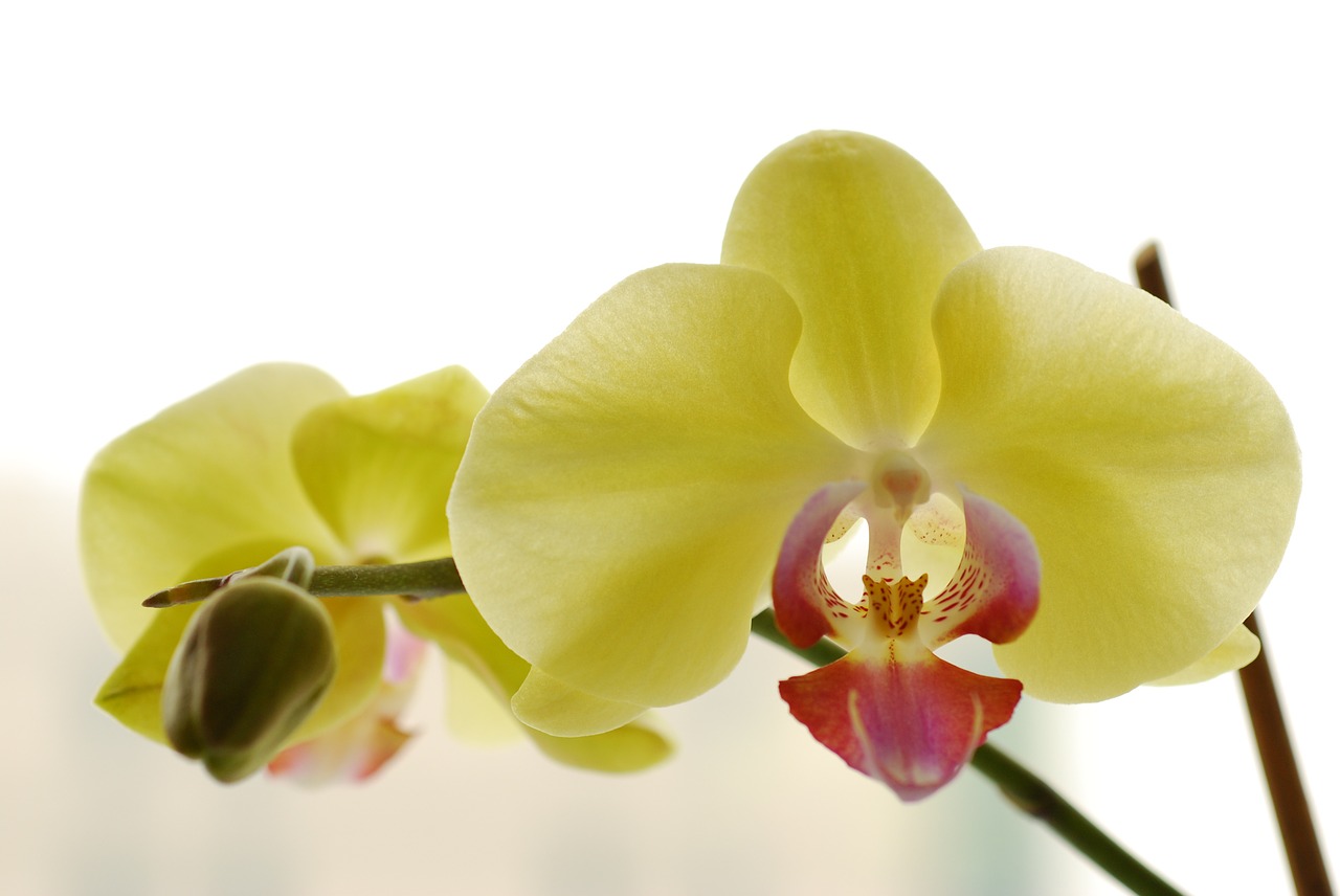 orchid flowers macro free photo