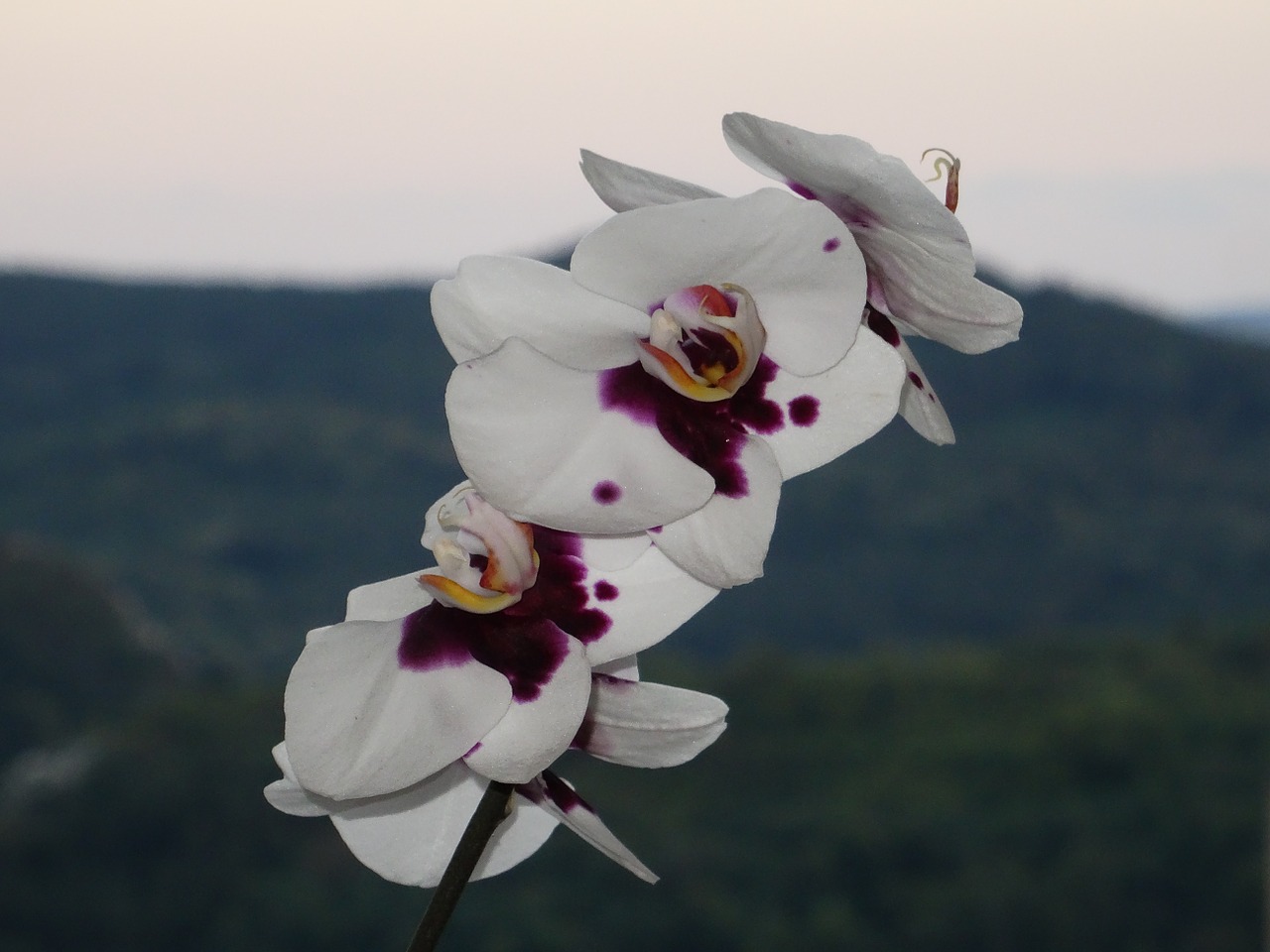 orchid flowers spring free photo