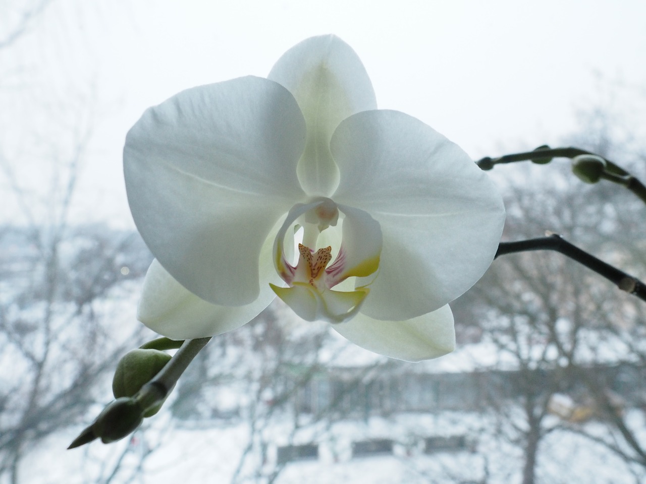 orchid flower blossom free photo