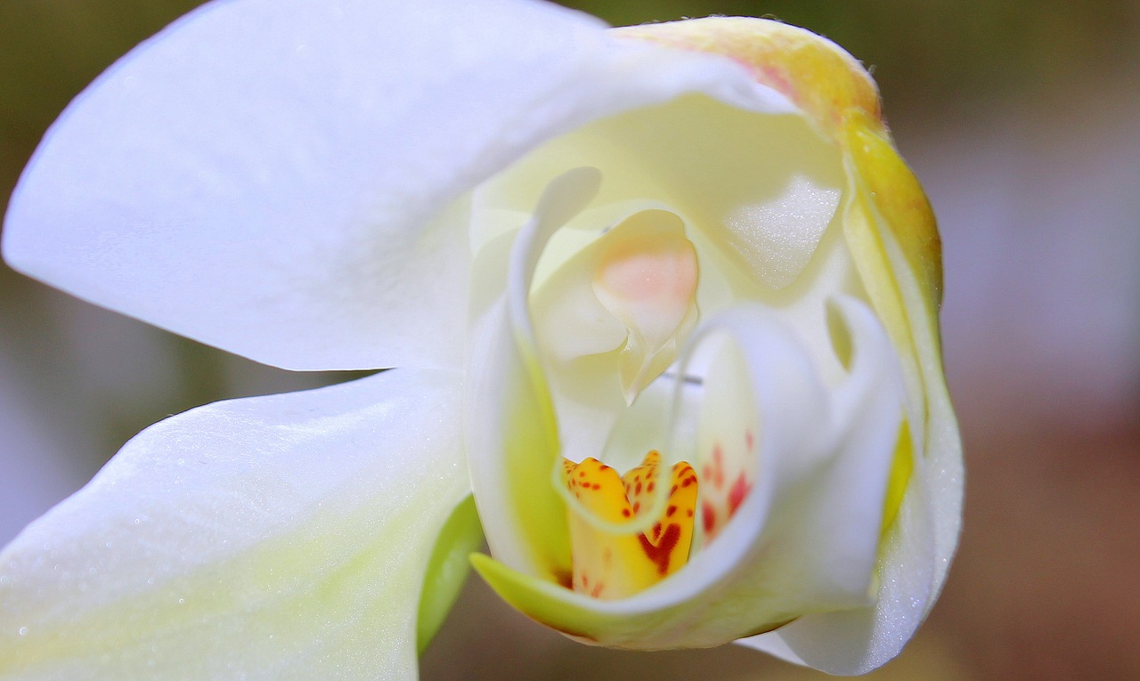 orchid orchid greenhouse orchidaceae free photo