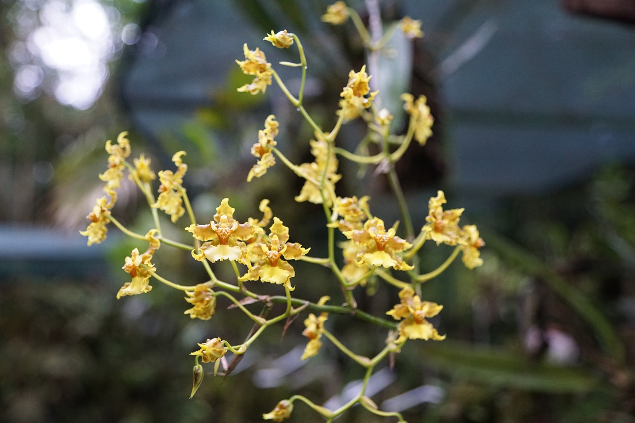 orchid flower costa rica free photo