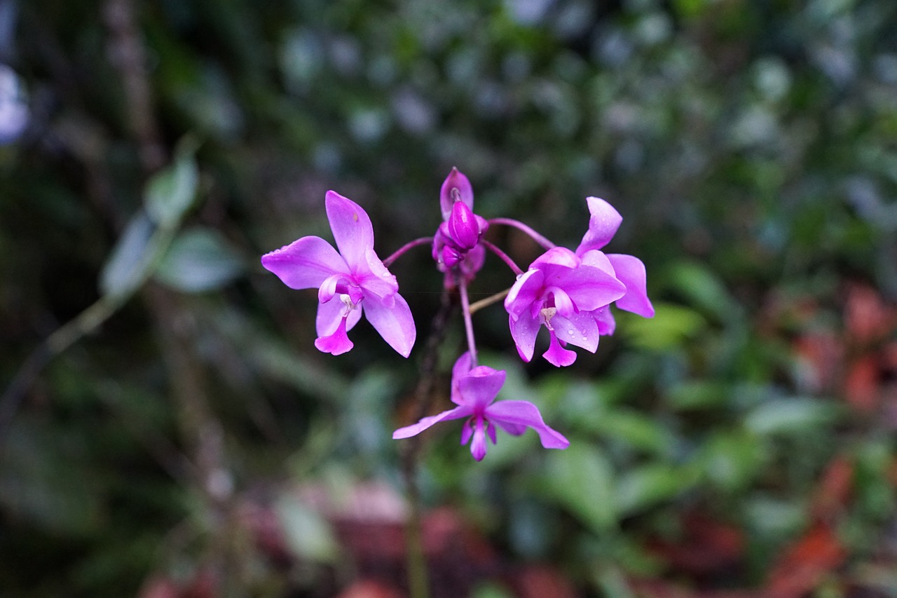 orchid flower costa rica free photo