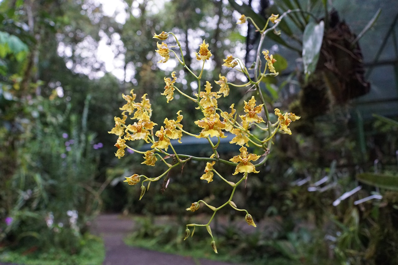 orchid flower costa rica free photo