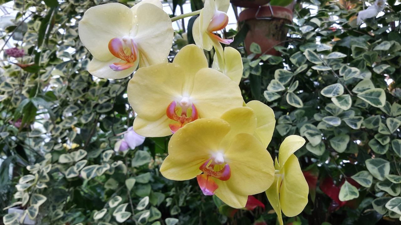 orchid yellow botany free photo