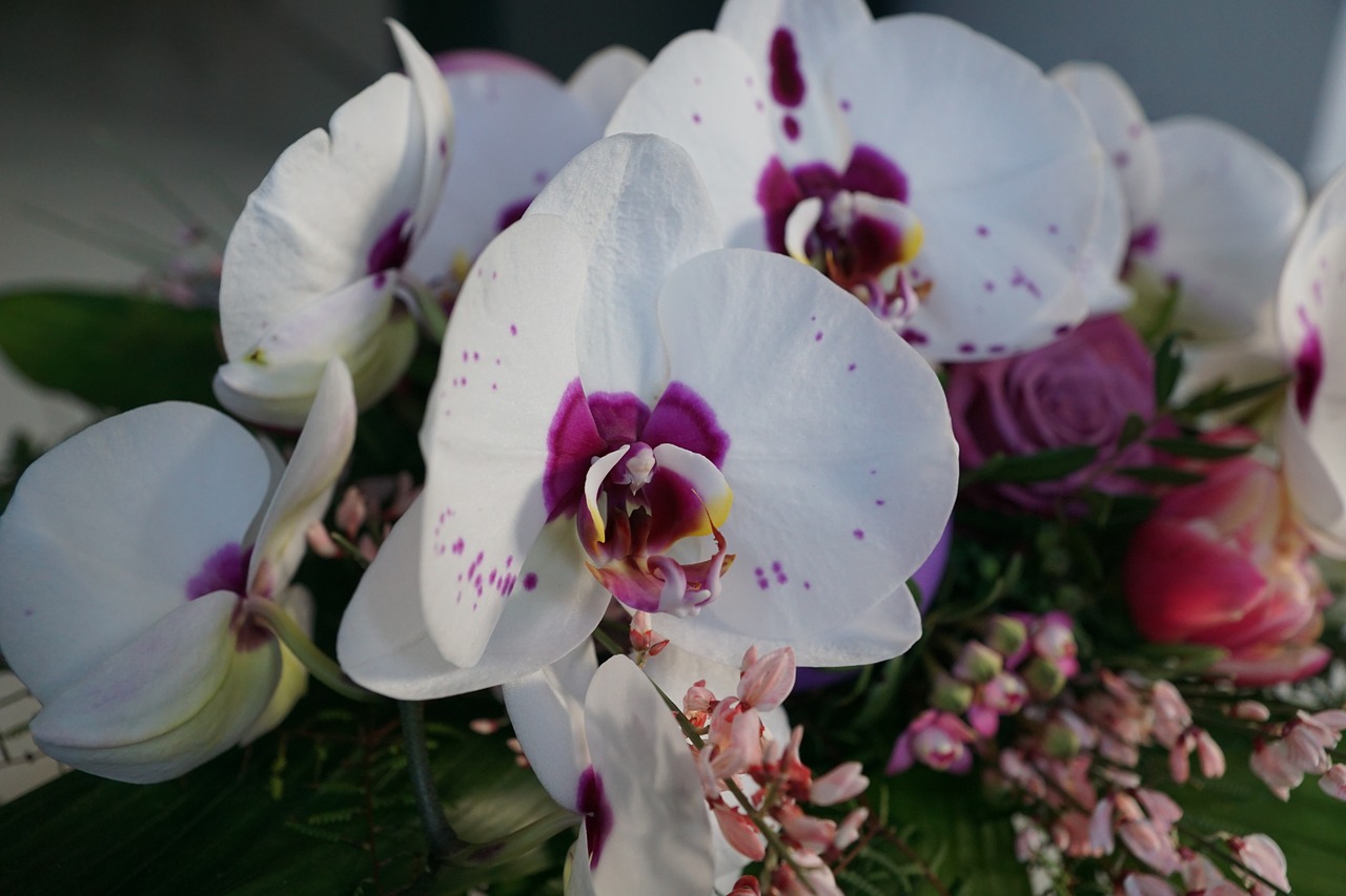 orchid flowers strauss free photo