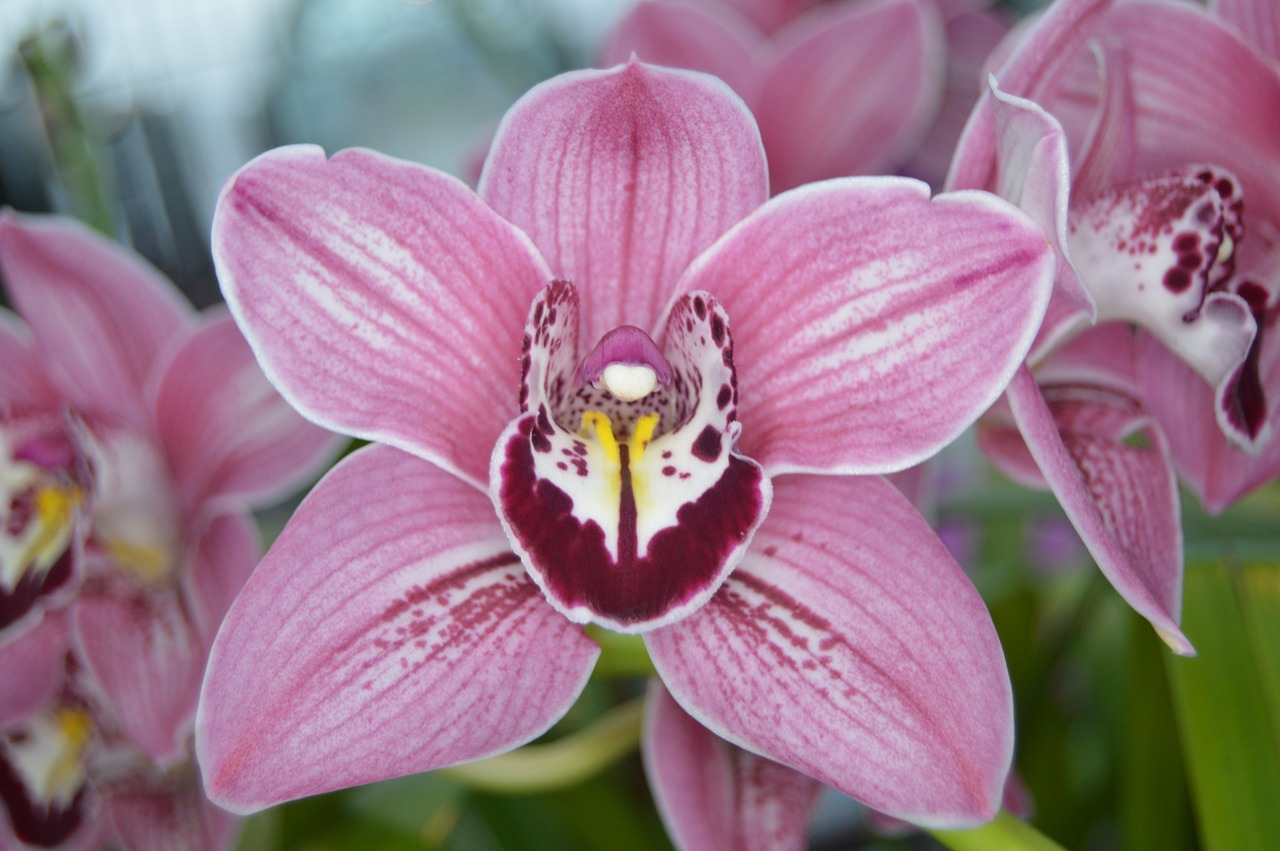 orchids pink flower free photo