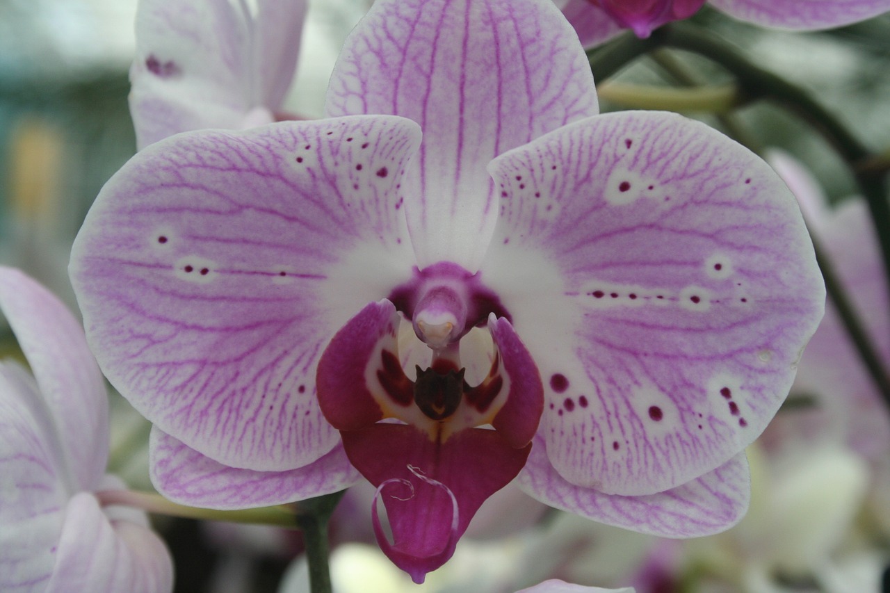 orchid flower purple free photo