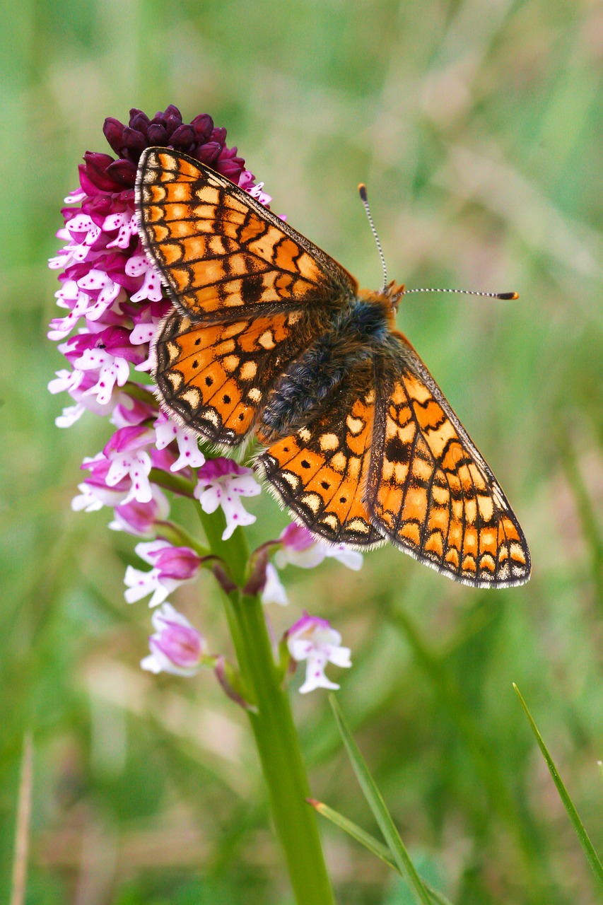 orchid butterfly flowers free photo