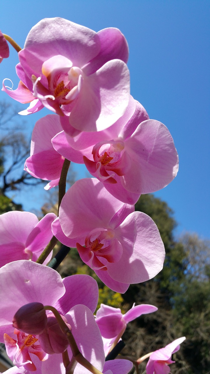 orchid flower nature free photo