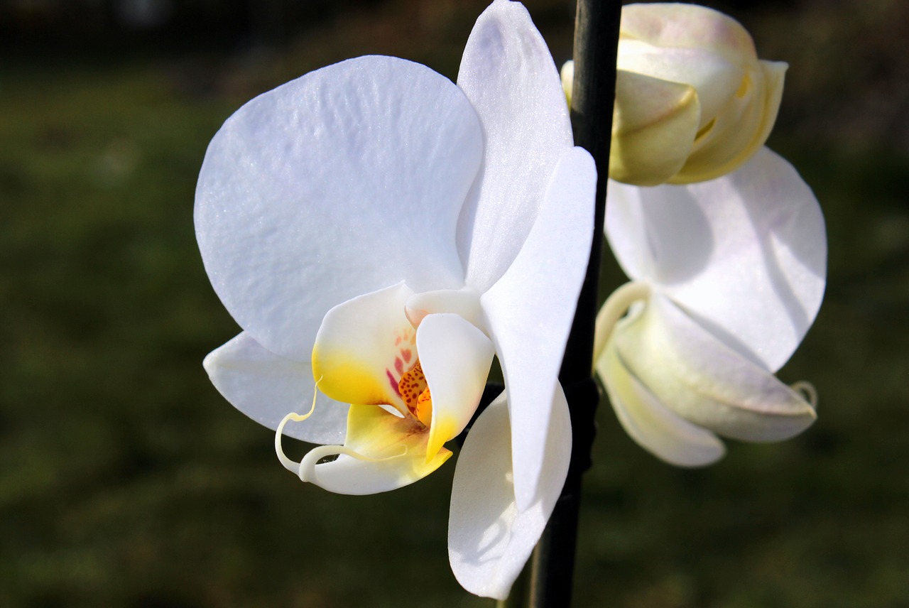 orchid orchid greenhouse orchidaceae free photo