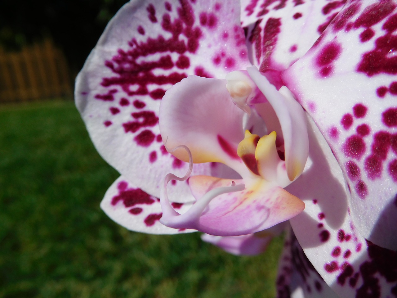 orchid plant flower free photo