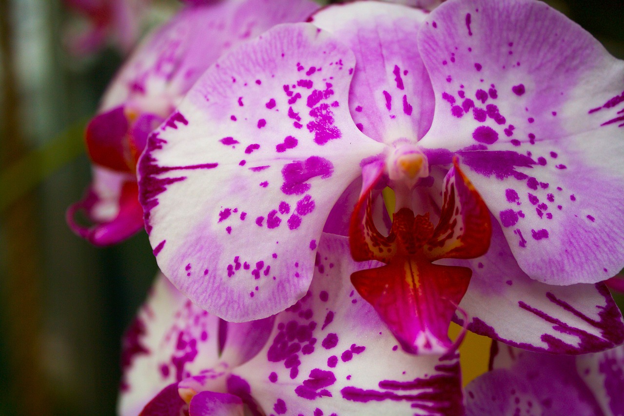 orchid purple flower free photo