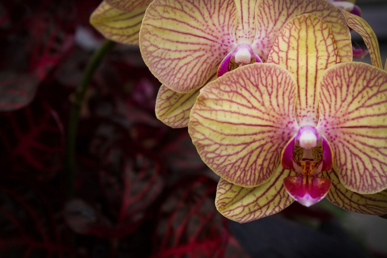 orchid yellow pink free photo