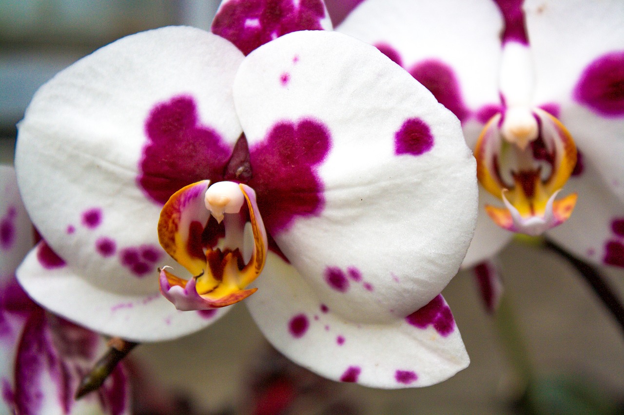 orchid purple white free photo