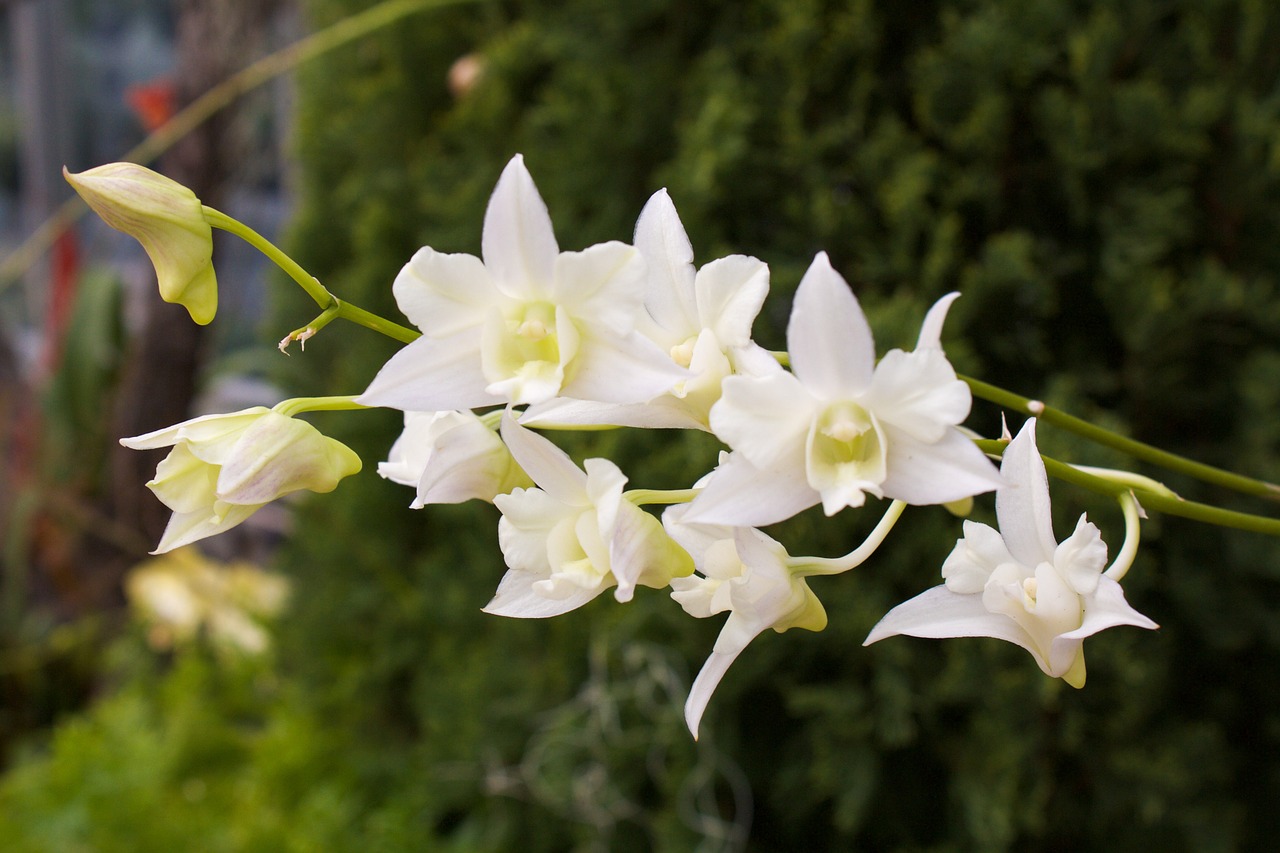 orchid white exotic free photo