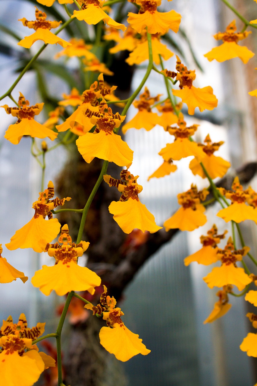 orchid yellow flower free photo