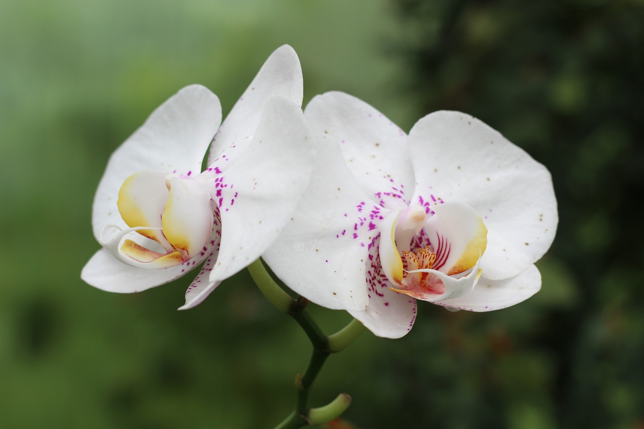 orchid flower blossom free photo