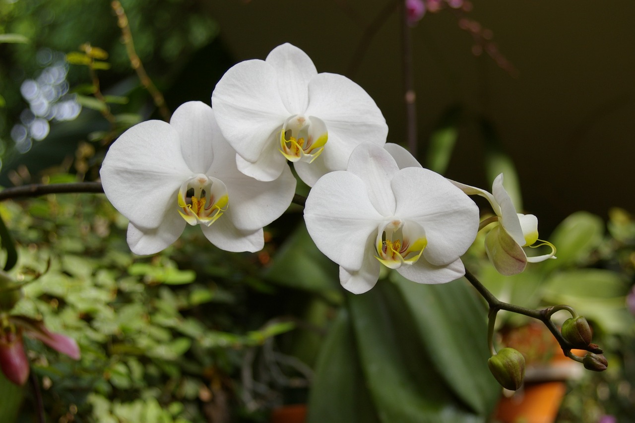 orchid flower nature free photo