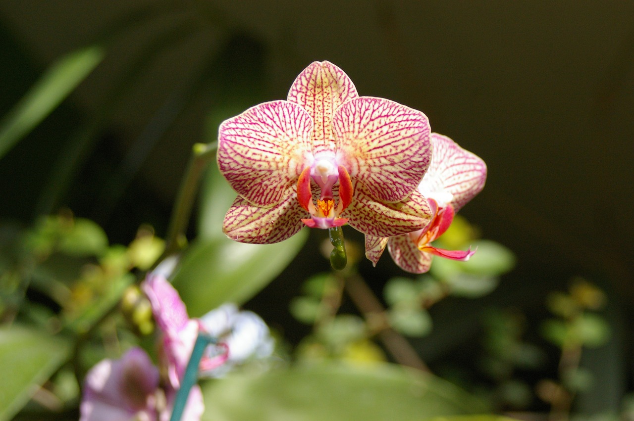 orchid flower nature free photo
