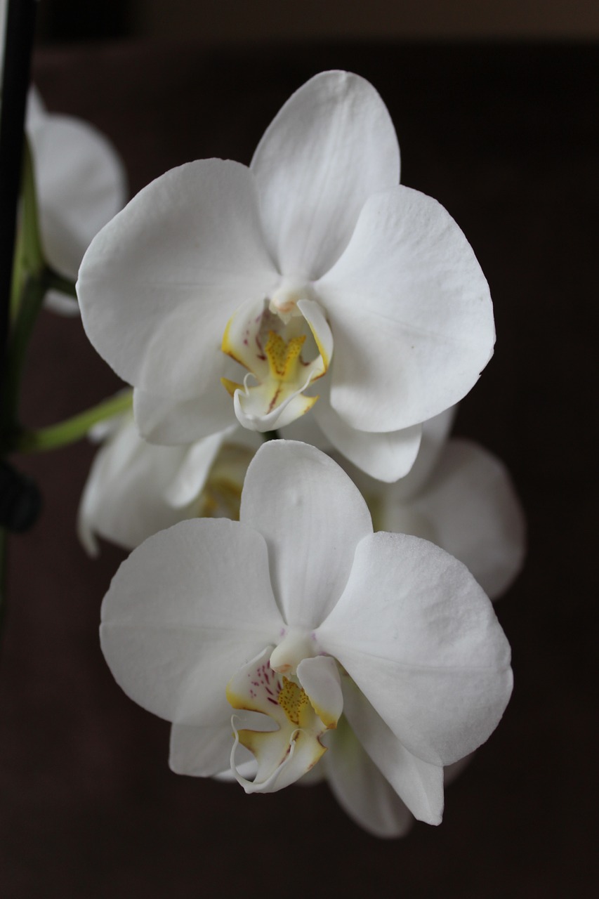 orchid flower white free photo