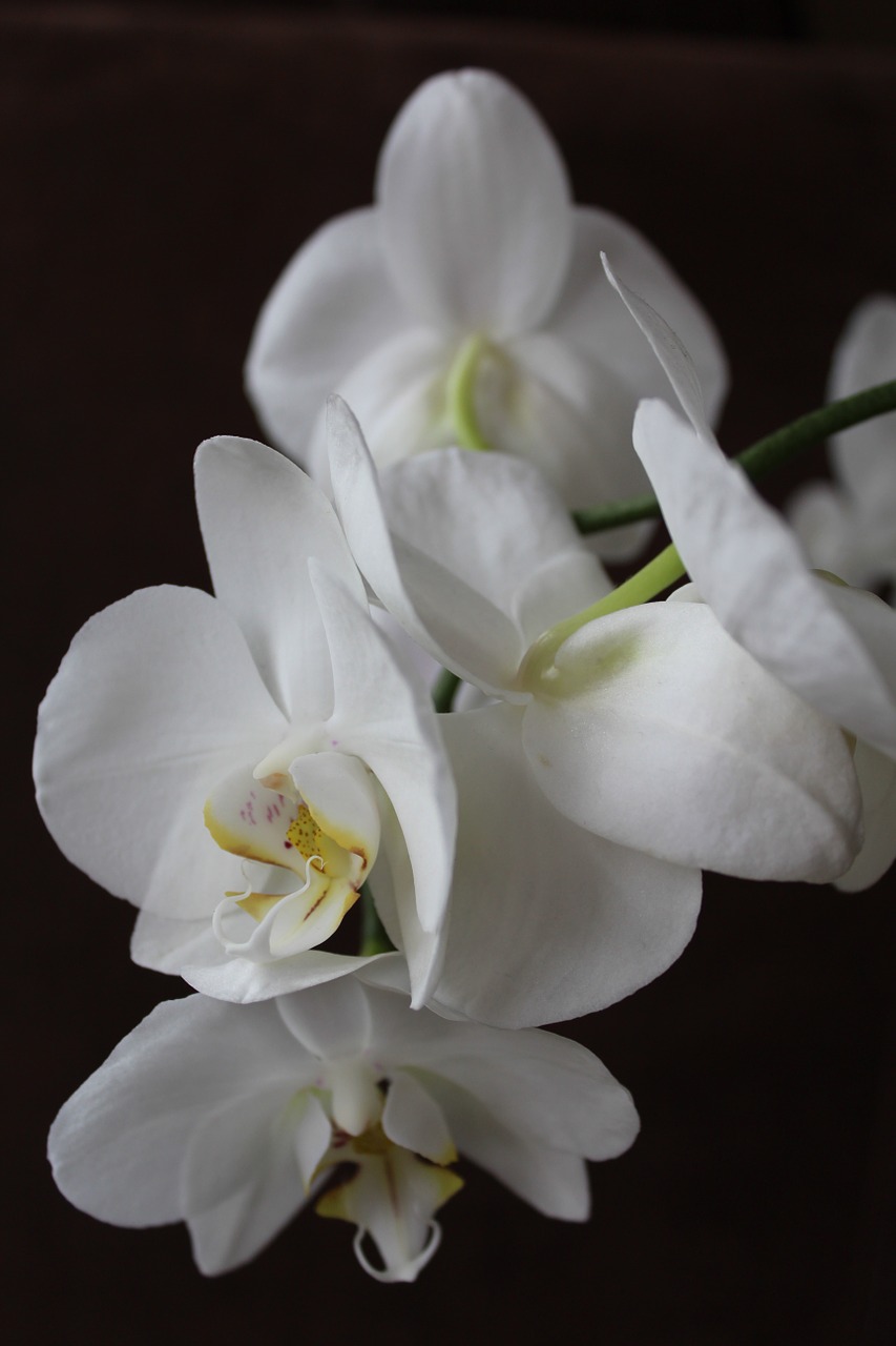 orchid flower white free photo