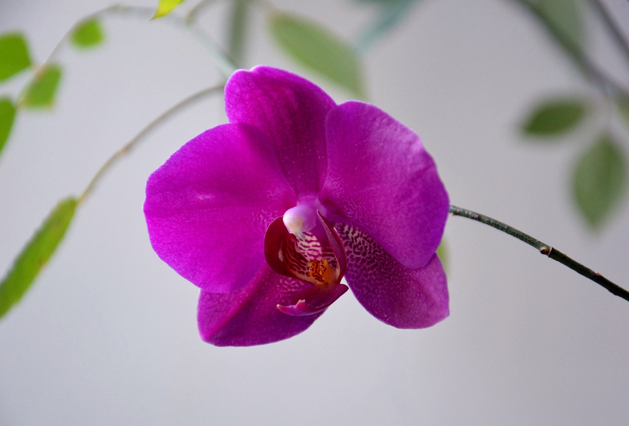 orchid phalaenopsis flower free photo