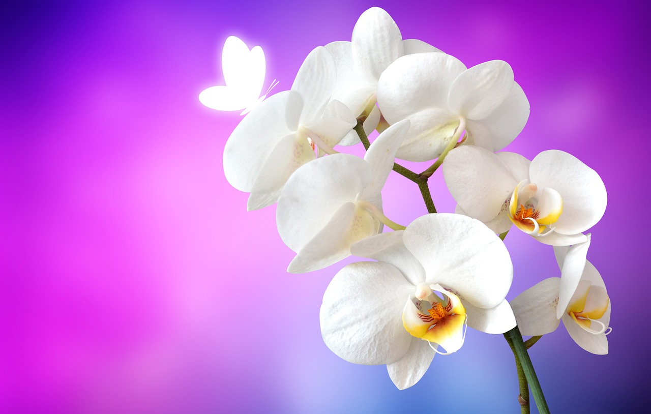 orchid butterfly flower free photo