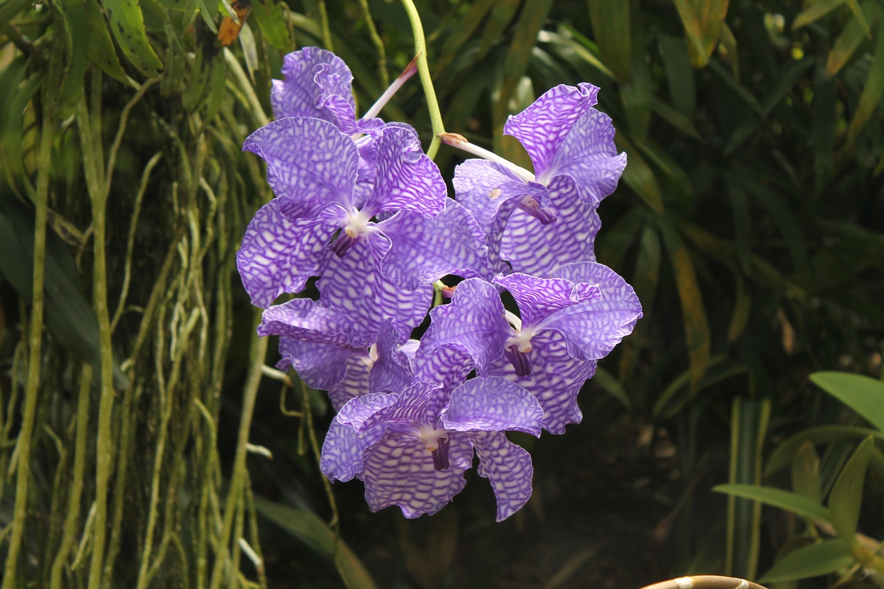 orchid flower blossom free photo