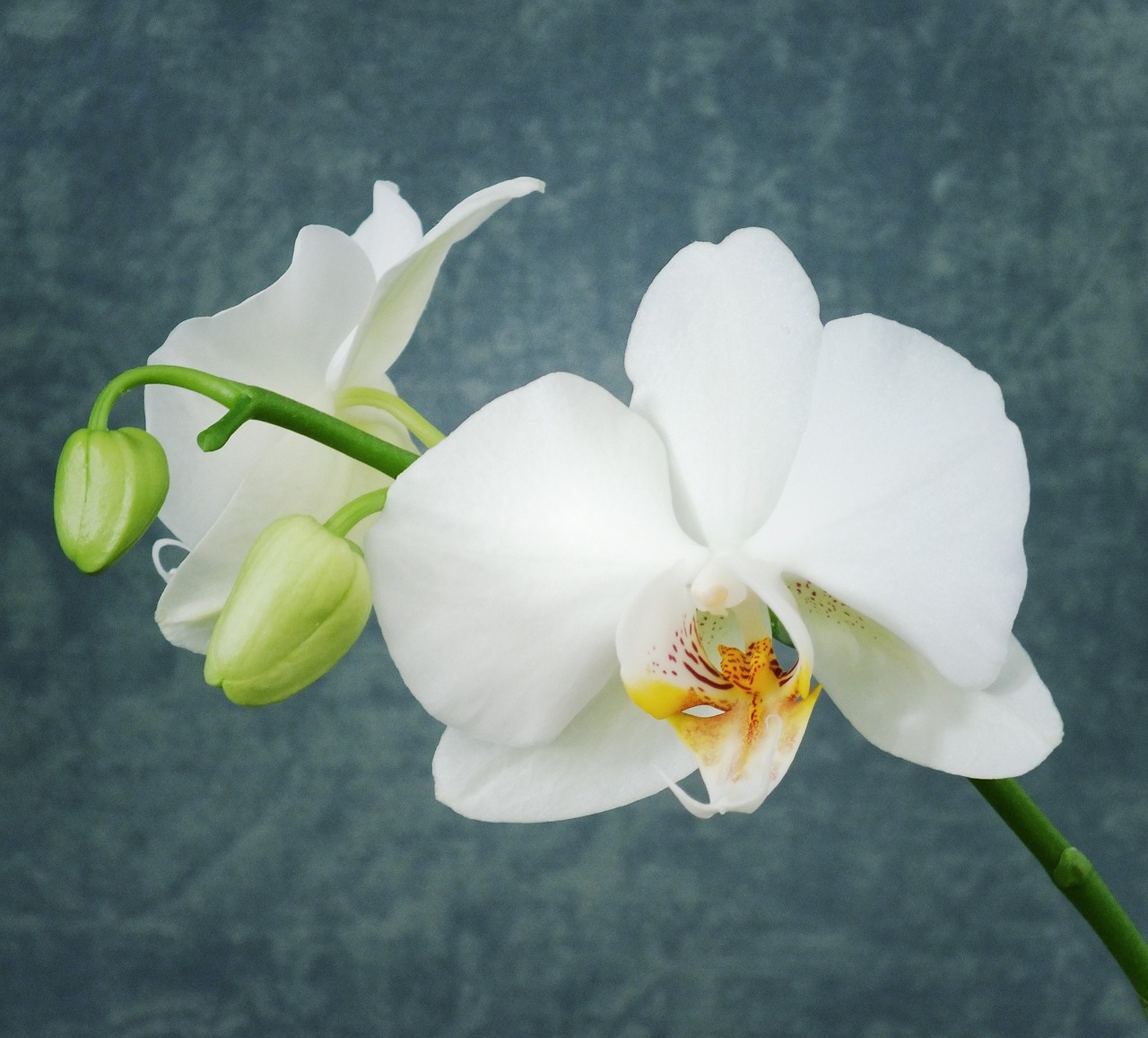 orchid white orchid flower free photo