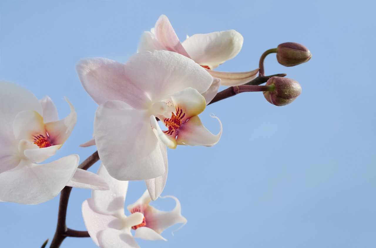 orchid flower blossom free photo