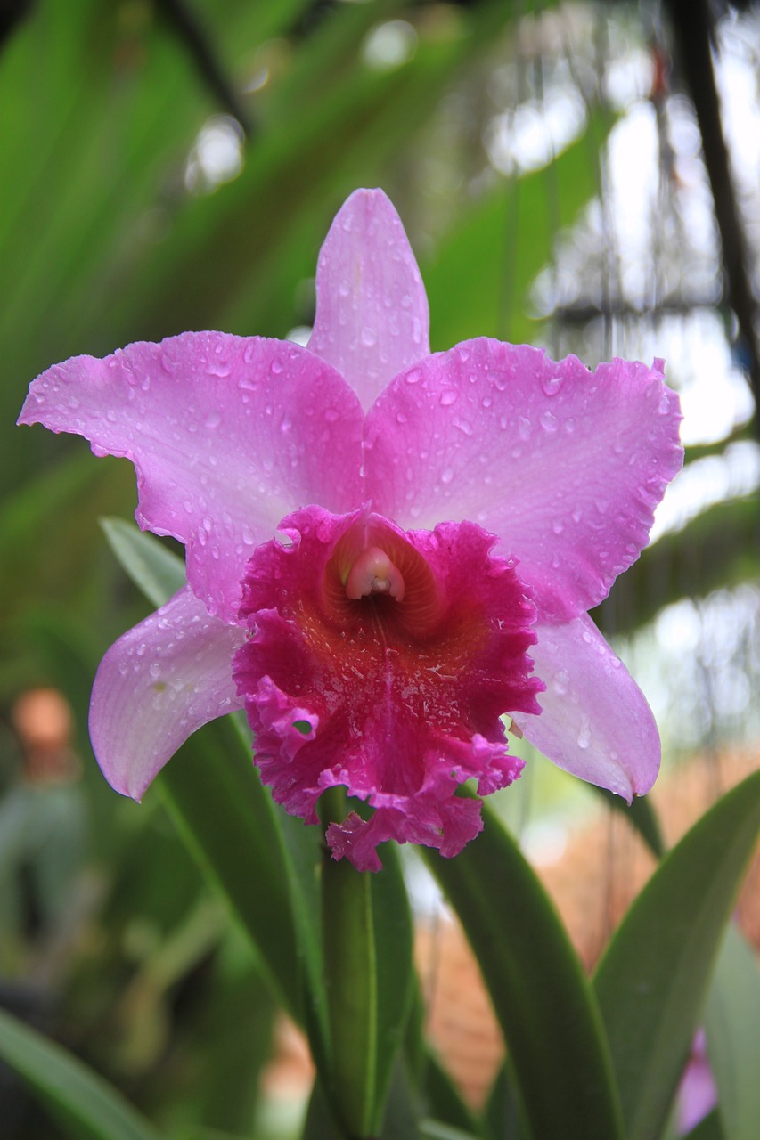 orchid flower beautiful flower free photo