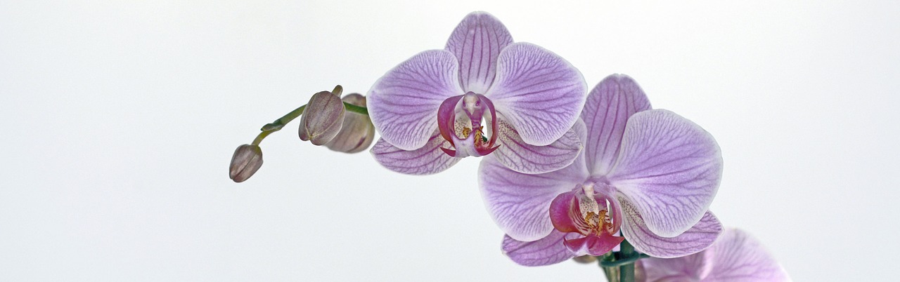 orchid flower blossom free photo