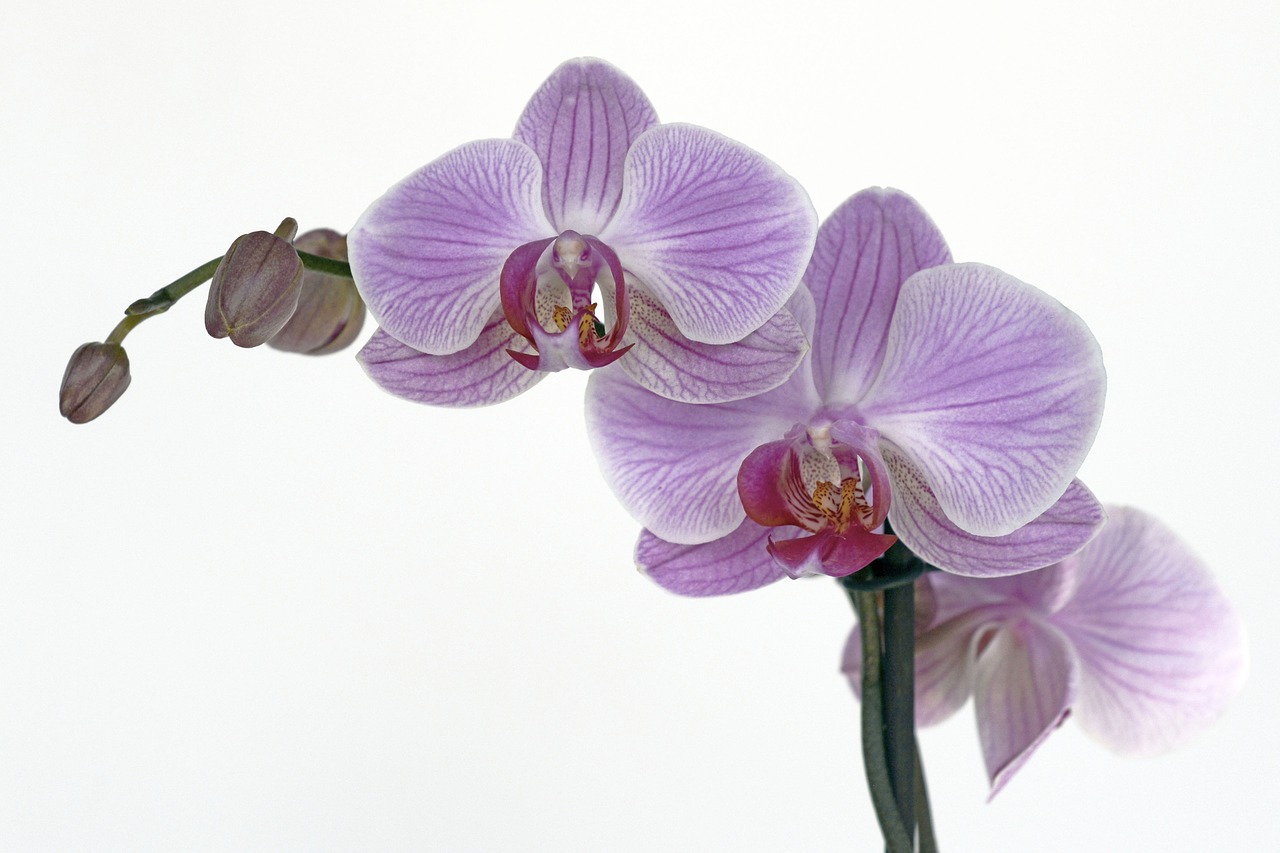 orchid flower blossom free photo