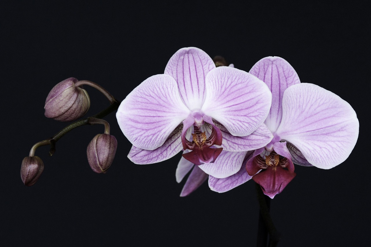 orchid flower blossom free photo