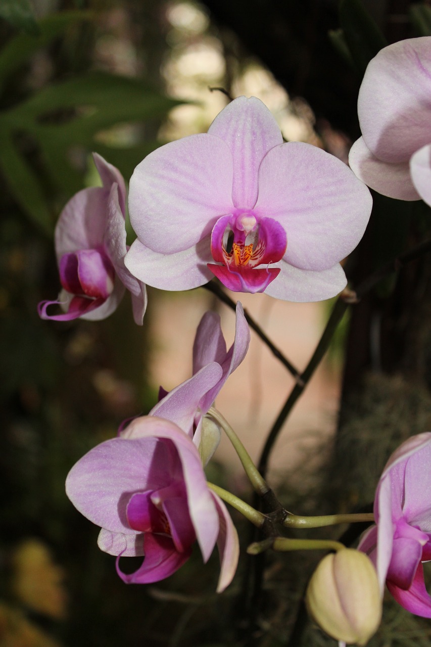 orchid flower blossom free photo