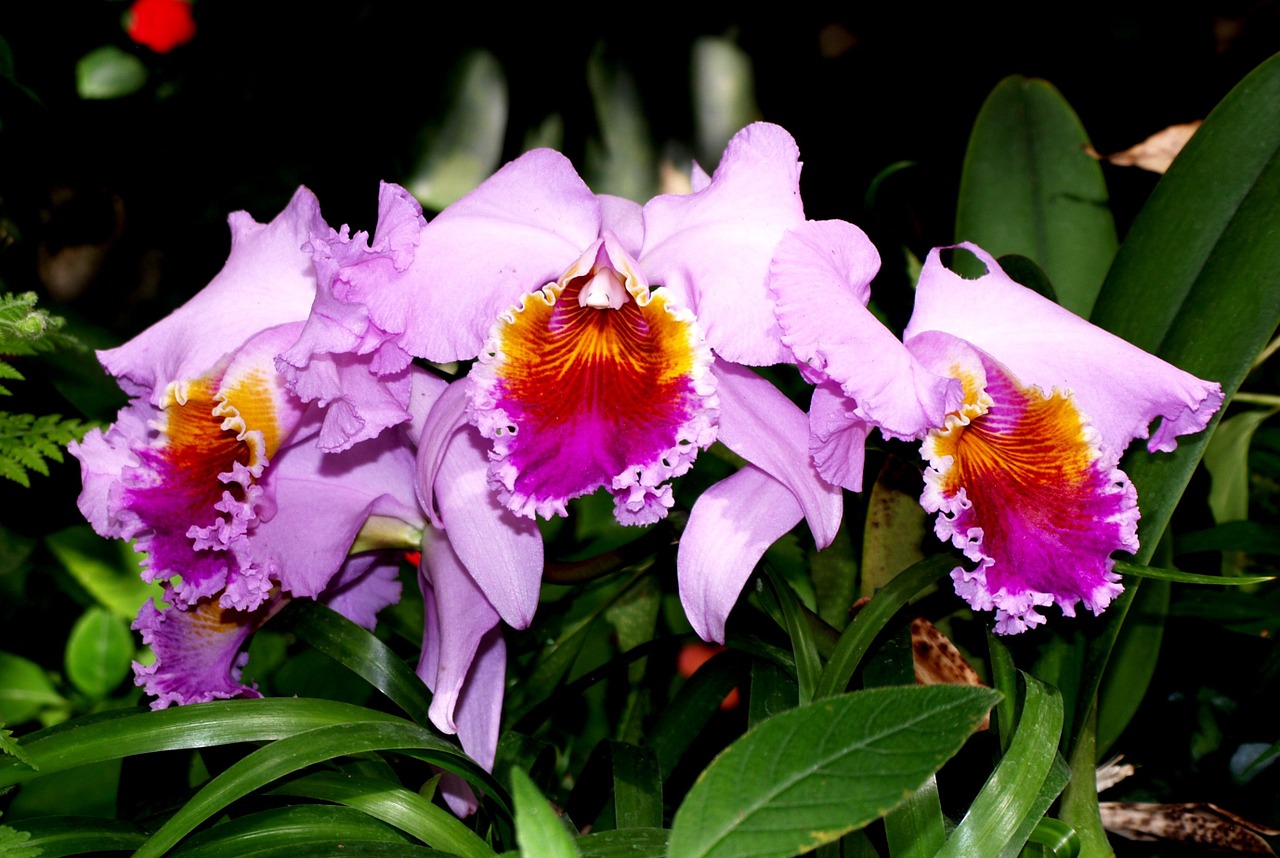 orchid flower nature free photo