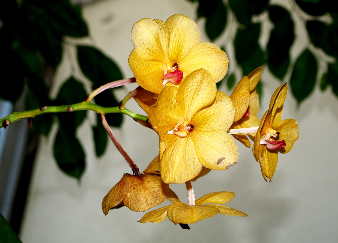 orchid flower flowers free photo