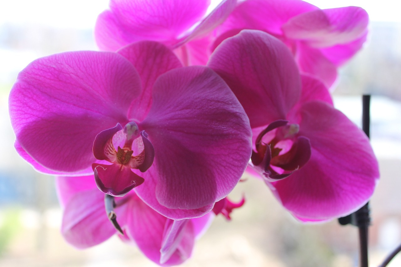 orchid flowers summer free photo