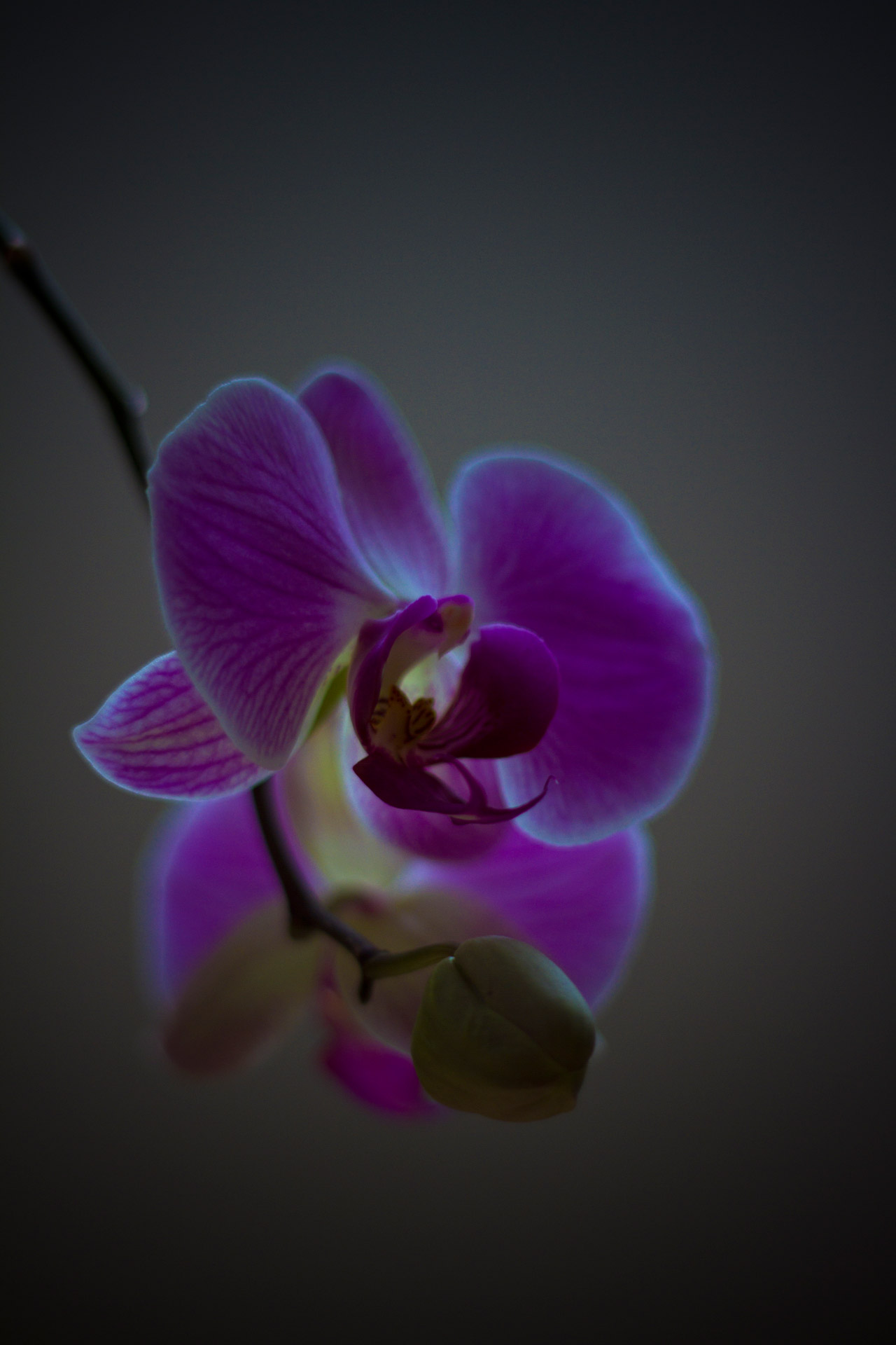 orchid flower flora free photo