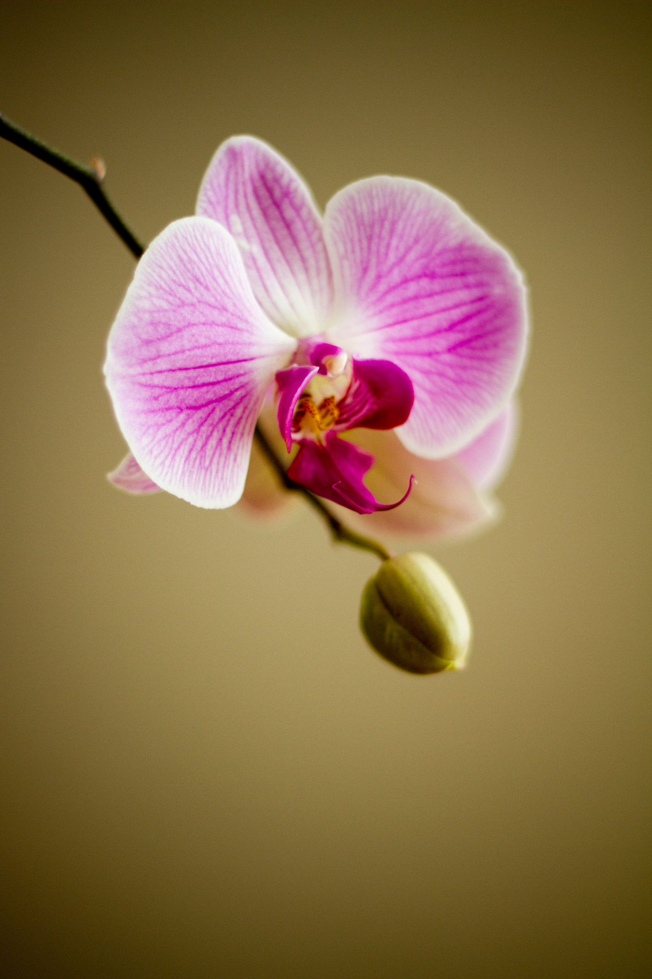 orchid flower flora free photo