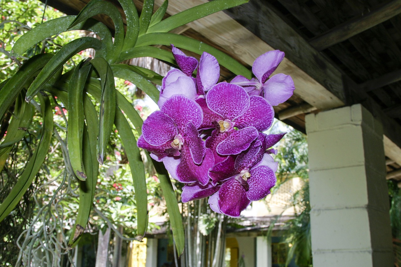 orchid flower plant free photo