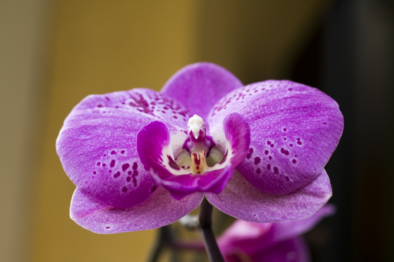 orchid flower plant free photo