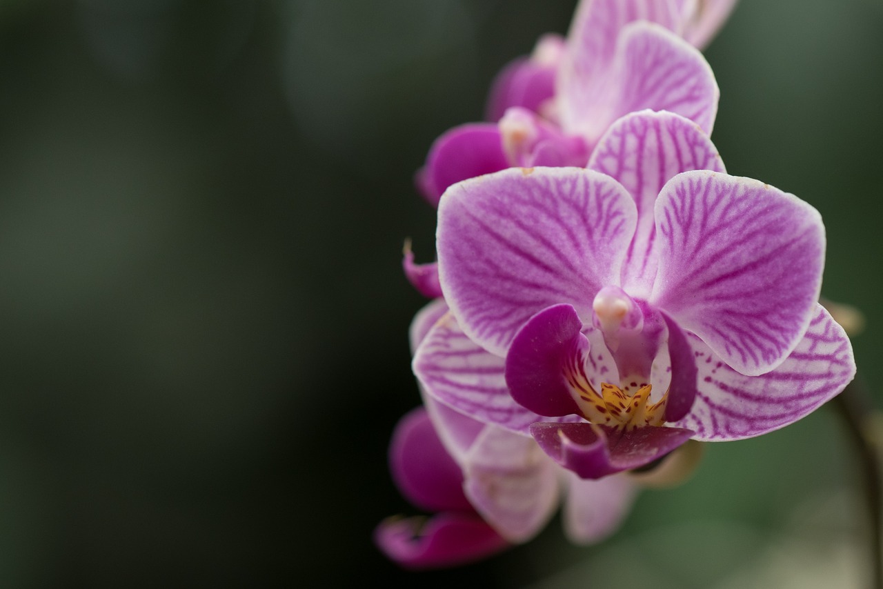 orchid macro flower free photo