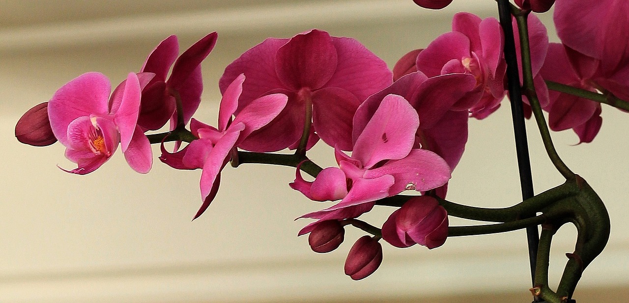 orchid flower blossom free photo