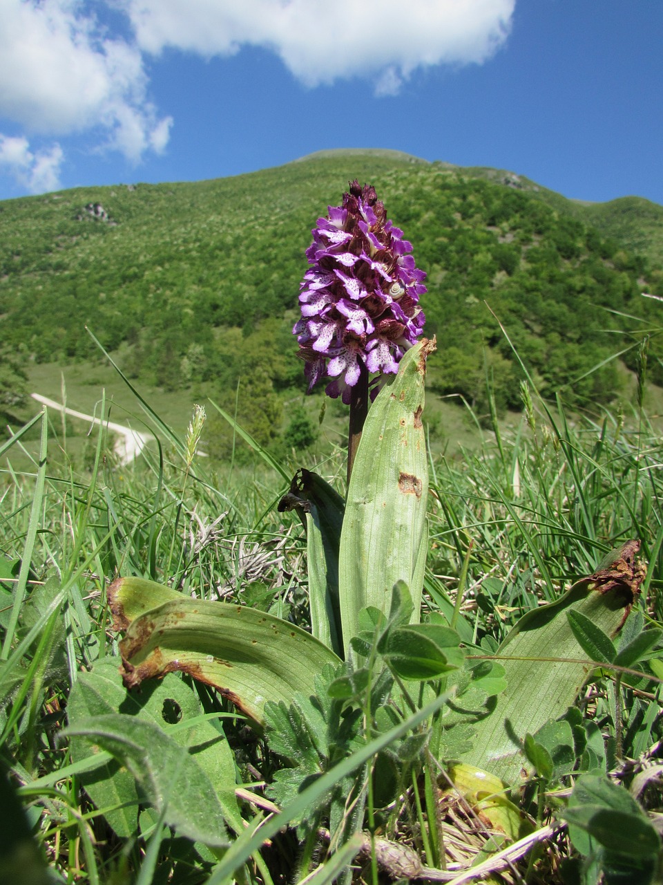 orchid prato green free photo