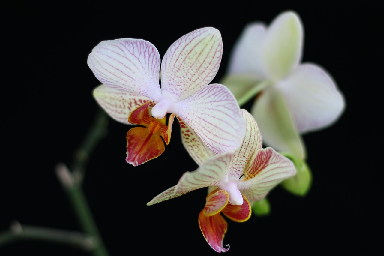 orchid flower nature free photo